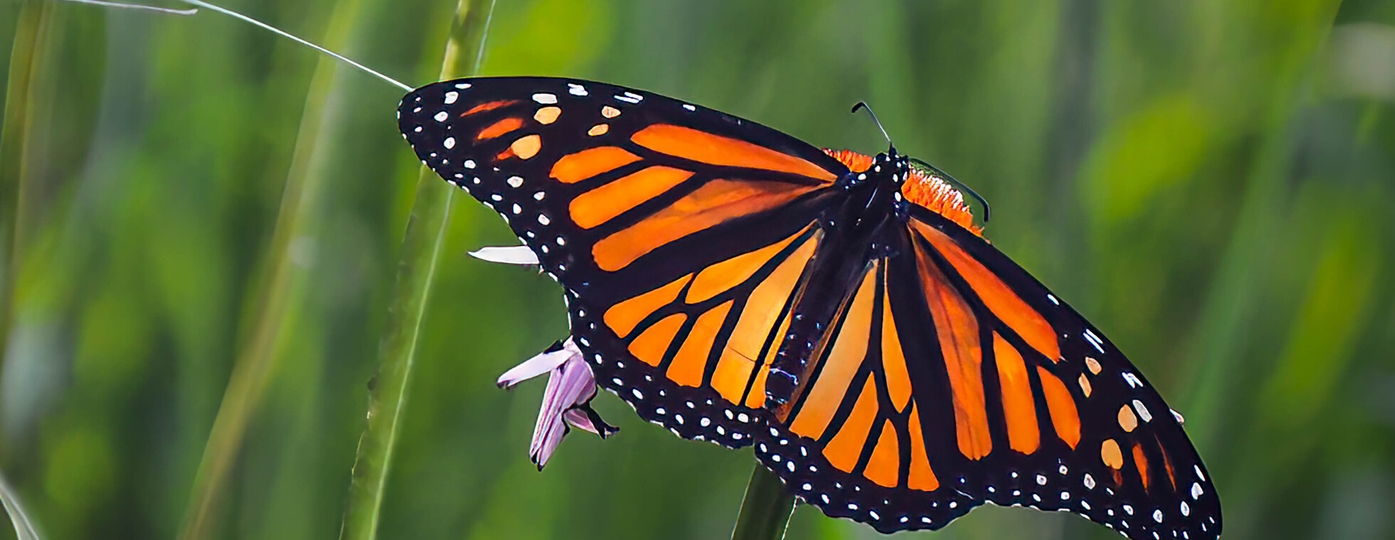 Nature Photography Walk | September 15